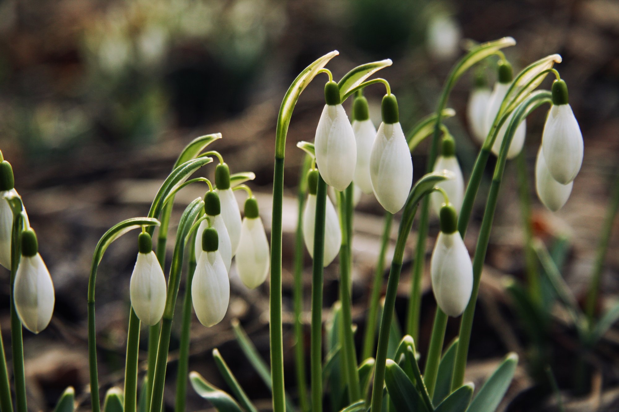 Perennial Plants University of Latvia