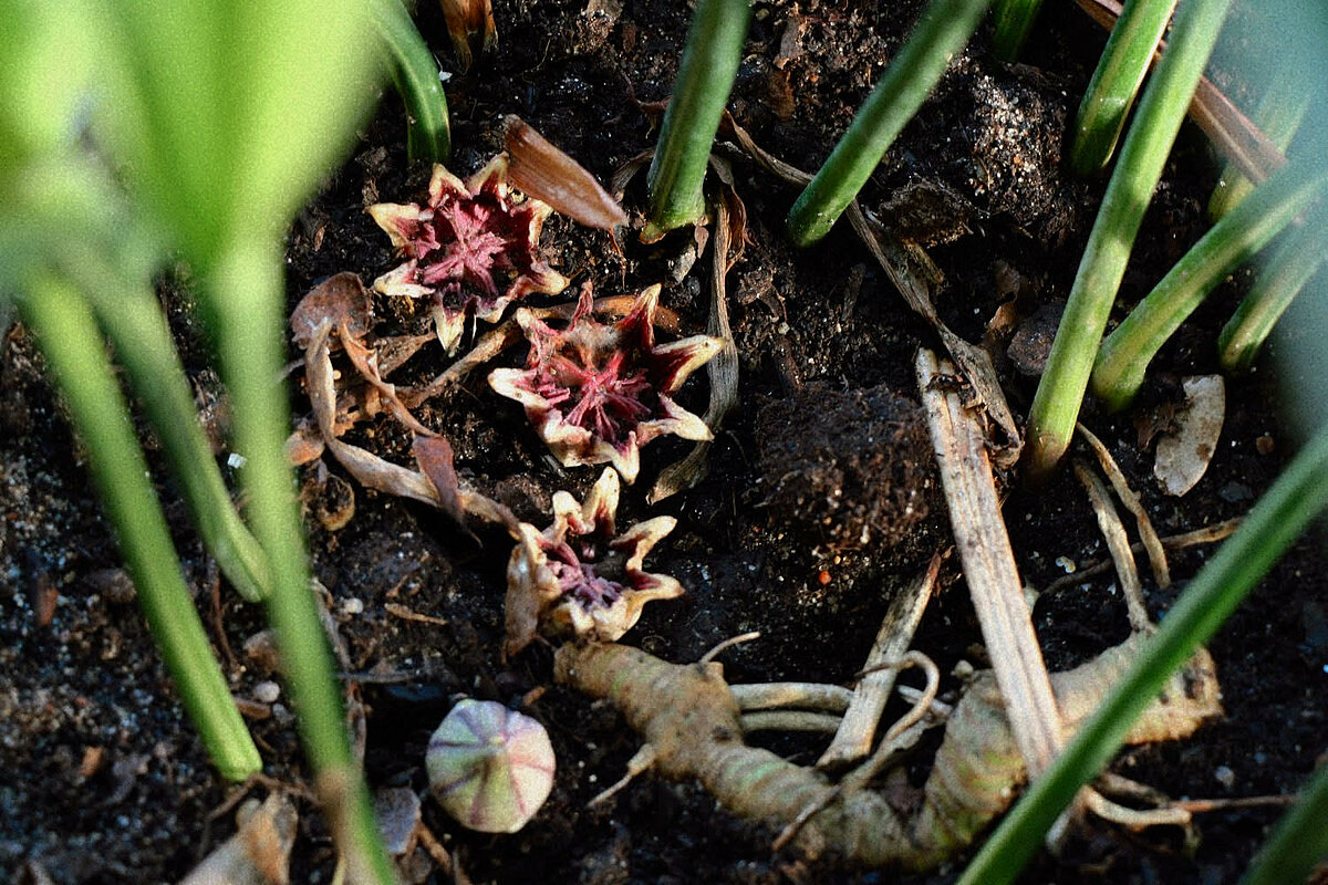 Aspidistras zieds