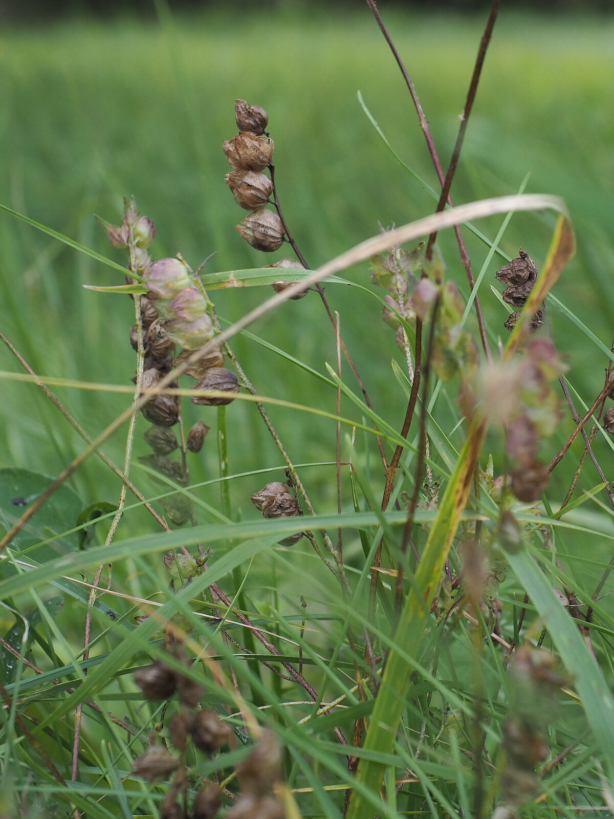 mazā zvaguļa Rhinanthus minor gatavās sēklu pogaļas.