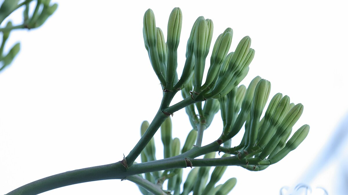 Agaves ziednesis augusta sākumā