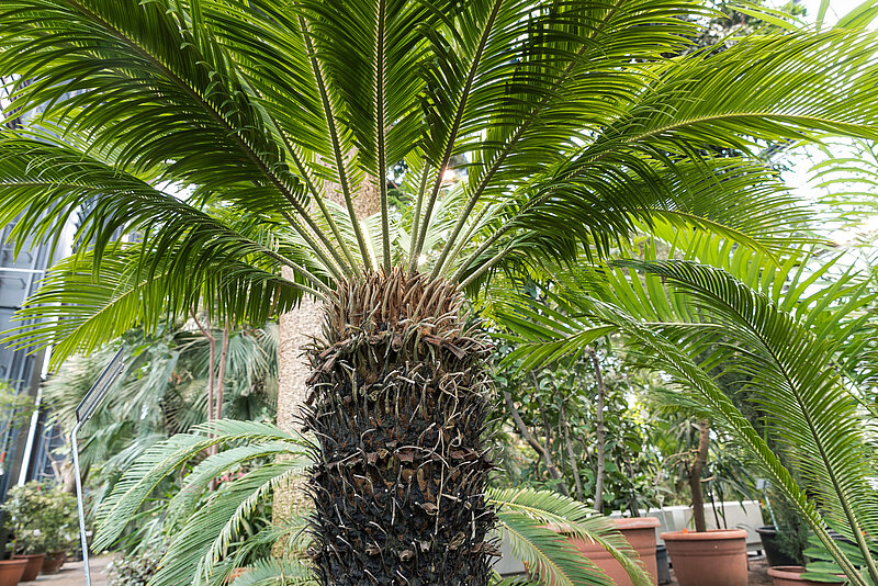 Svētku brīvdienās LU Botāniskajā dārzā atveras Baltijā modernākā Palmu māja