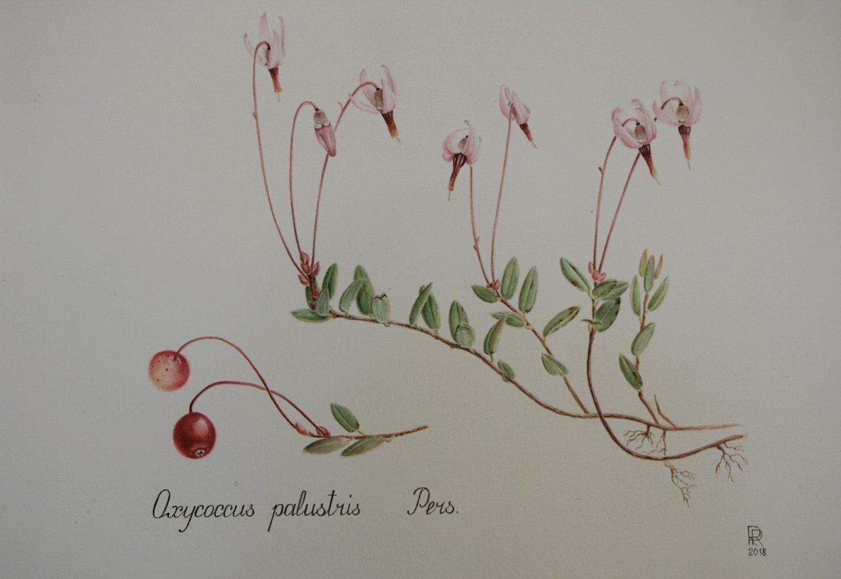 Oxycoccus palustris Pers.