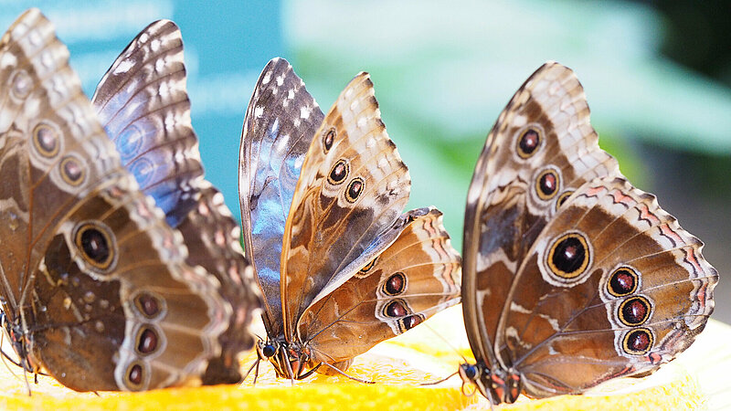 The Tropical Butterfly House is open to visitors