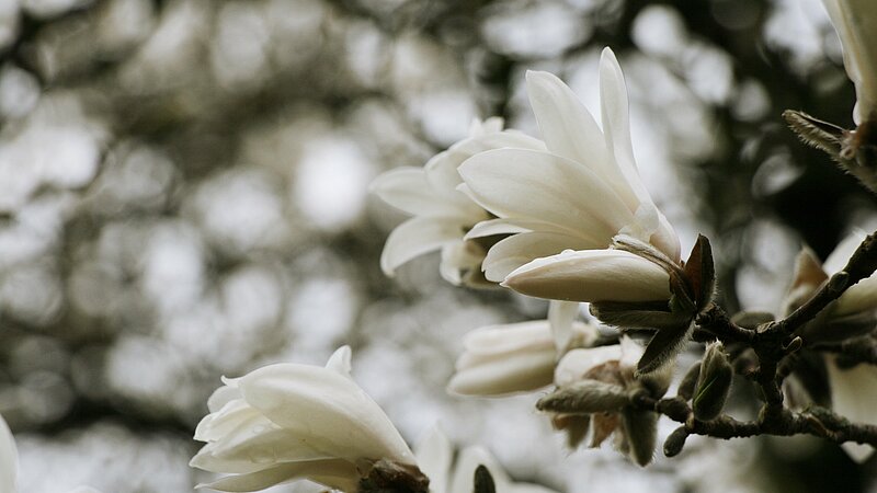 LU Botāniskajā dārzā uzziedējusi Lebnera magnolija