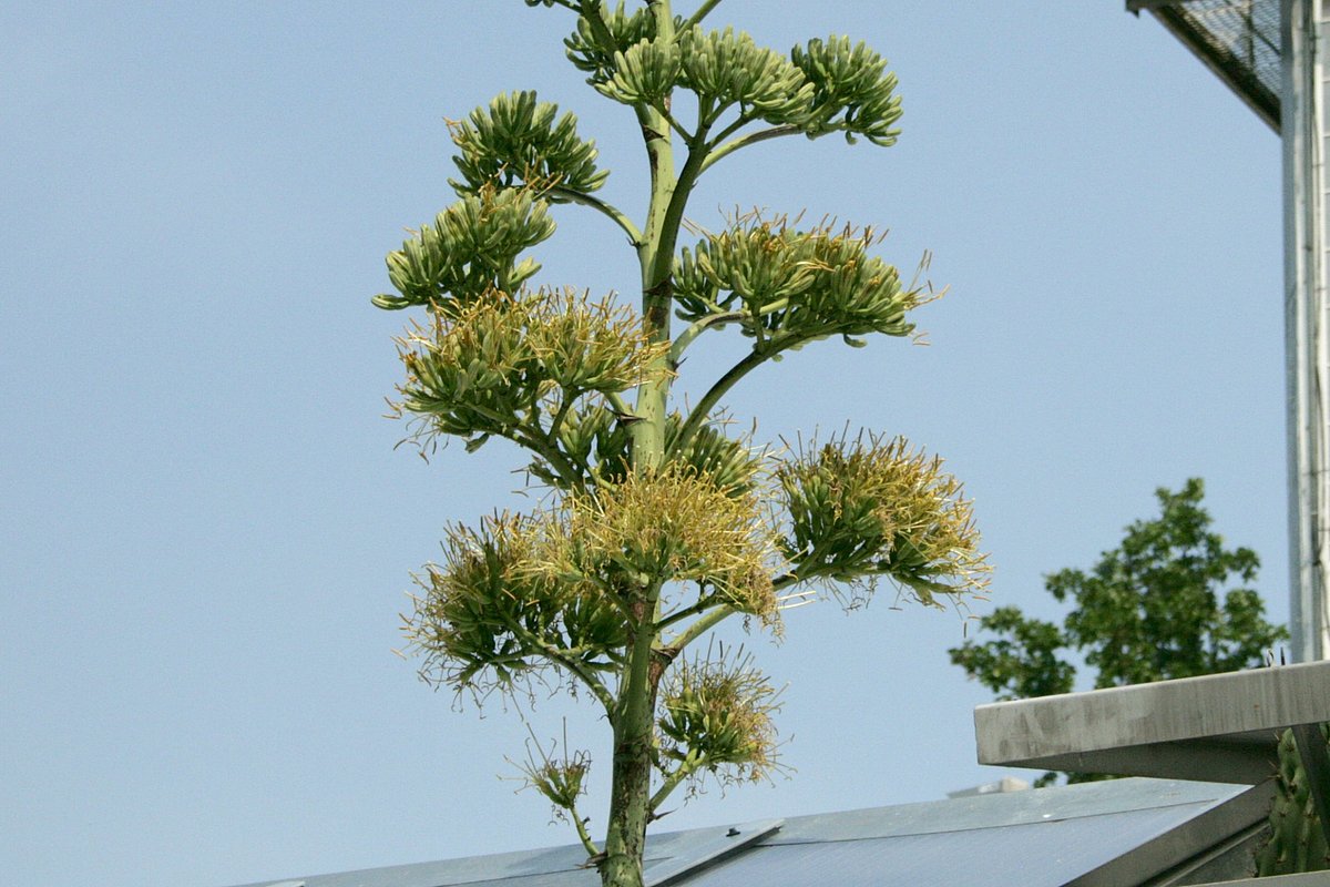 Agave jūlija beigās - uzziedējuši pirmie ziedi