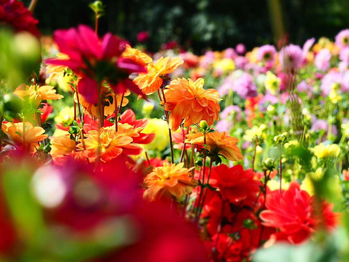 LU Botāniskā dārza dāliju kolekcija