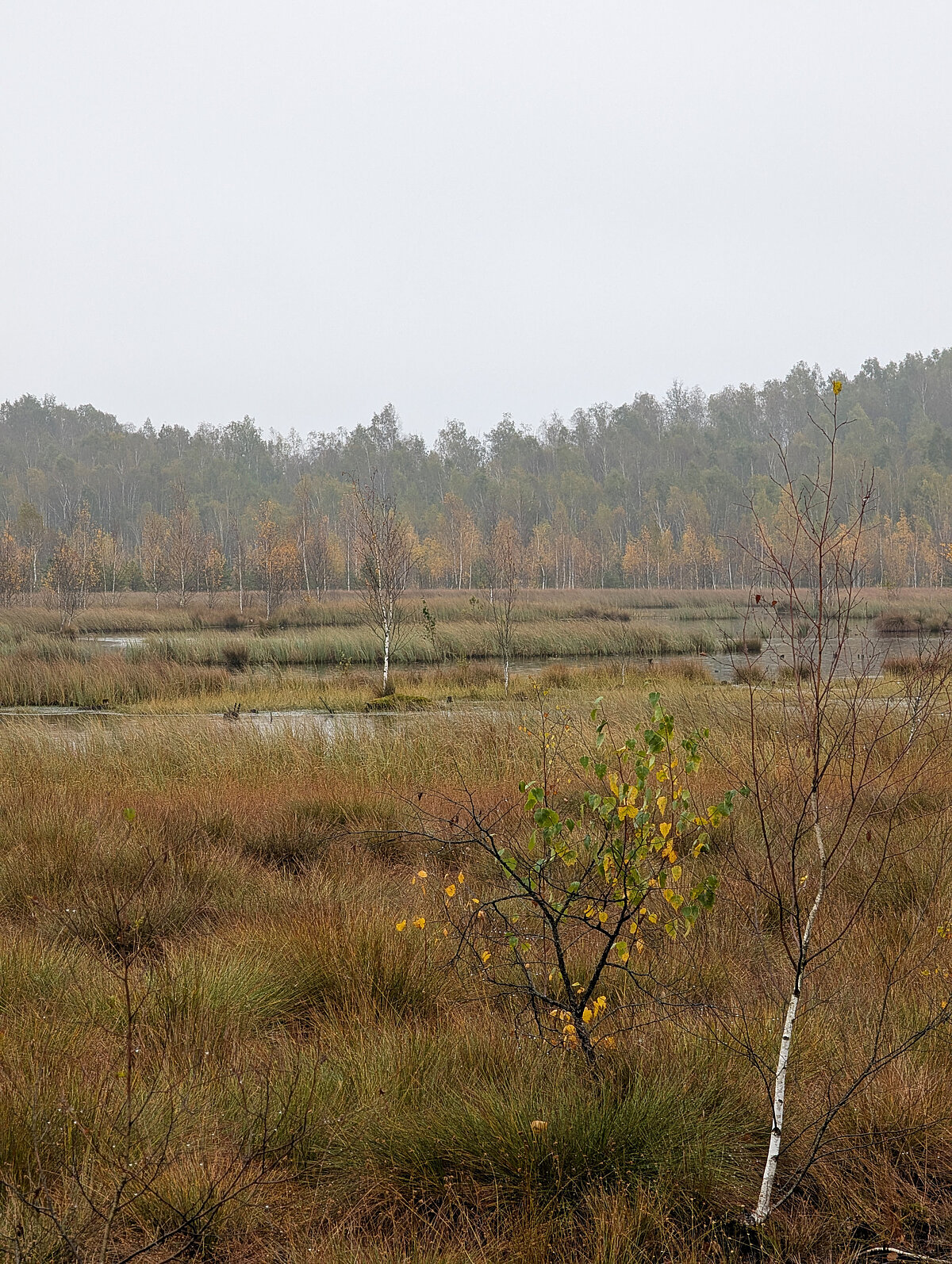 Botāniskā dārza botāniķi sēklas ievāc dažādos biotopos – purvos, zālājos, mežos un jūras piekrastē.