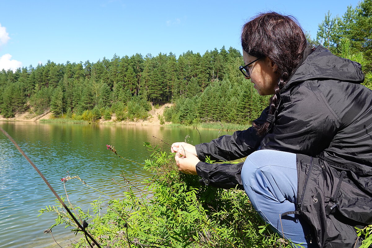 Botāniķe Lauma Ķeire pārbauda, vai aizsargājamās sugas – smiltāja esparsetes – sēklas ir nogatavojušās un pietiekamā apjomā, lai tās varētu ievākt, neietekmējot savvaļas populāciju.