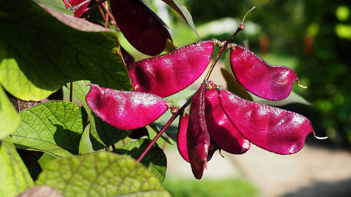 Lablab purpureus – sārtā lobija (parastā hiacinšpupa).