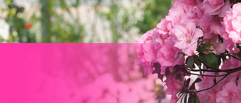 Iestājies acāliju pilnzieds