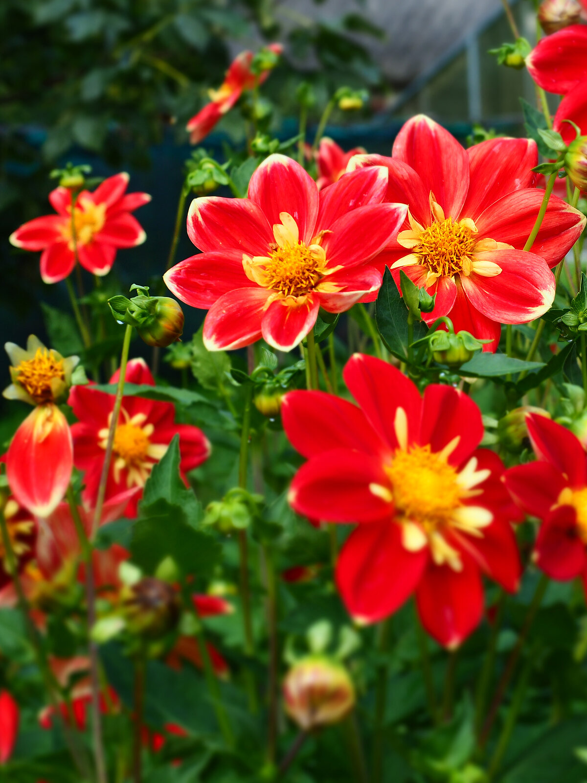 Dālija 'Ugunskurs' LU Botāniskā dārza kolekcijā