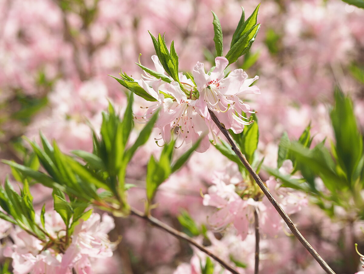 Latvijas Universitātes Botāniskaja dārzā uzzied rododendru kolekcija