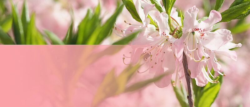 The largest Rhododendron collection in the Baltics is blooming at the University of Latvia Botanical Garden