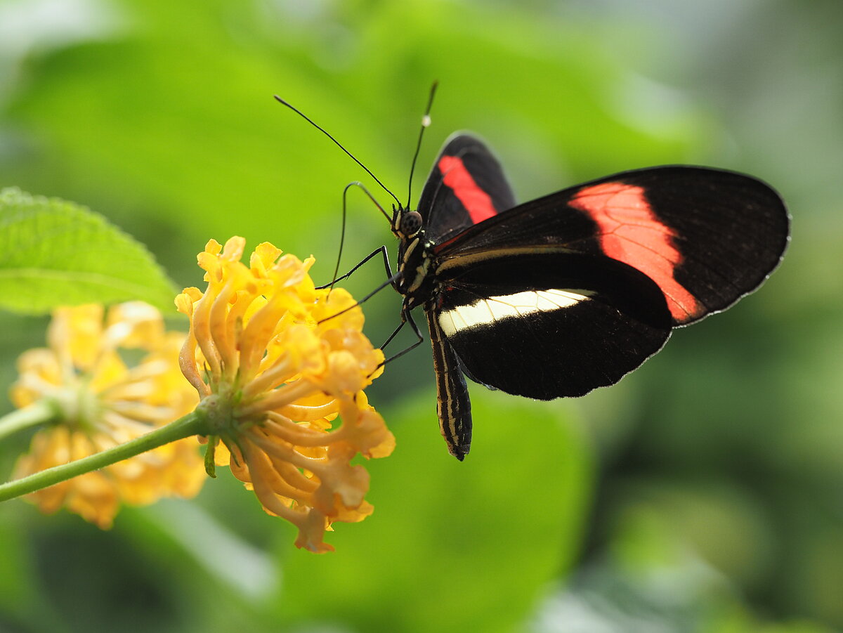 Pastniektauriņš LU Botāniskā dārza Tropu tauriņu mājā