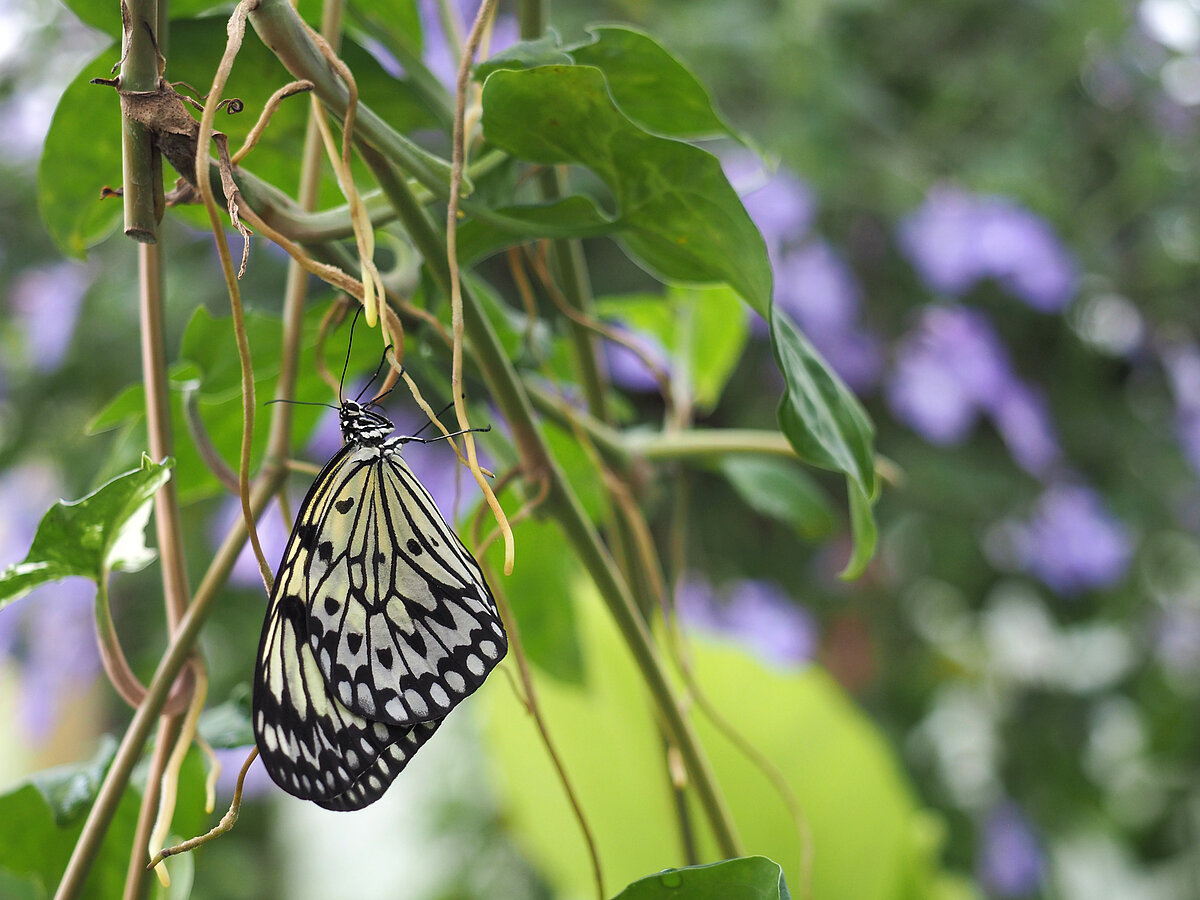 Koku danaīds LU Botāniskā dārza Tropu tauriņu mājā