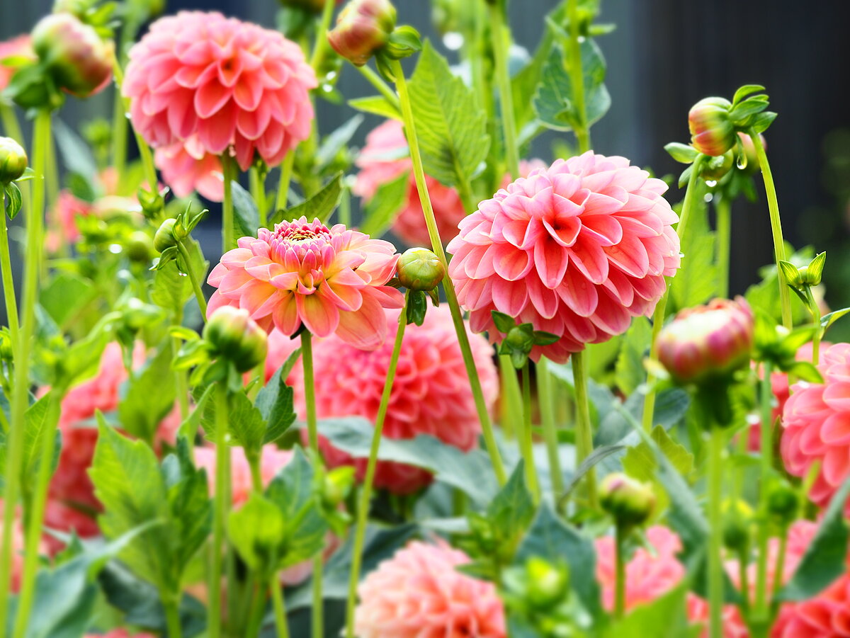 LU Botāniskā dārza dāliju kolekcija