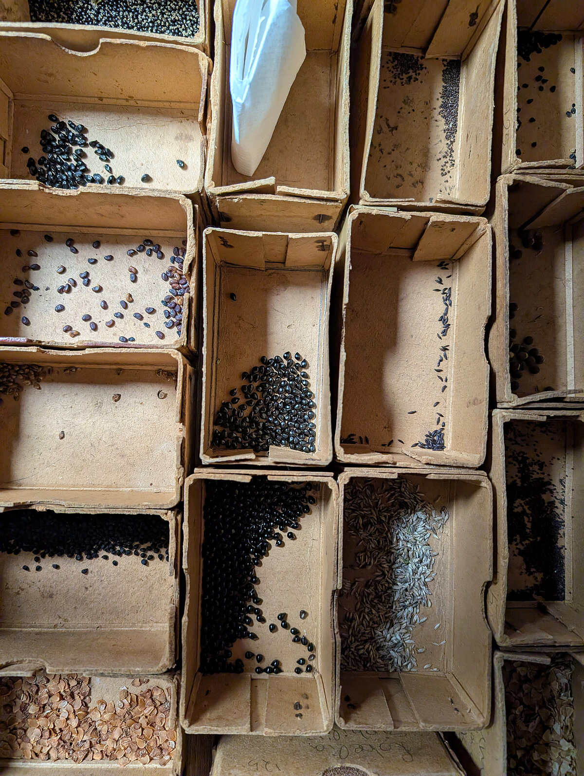 Savvaļā un Botāniskā dārza kolekcijās ievāktās sēklas.