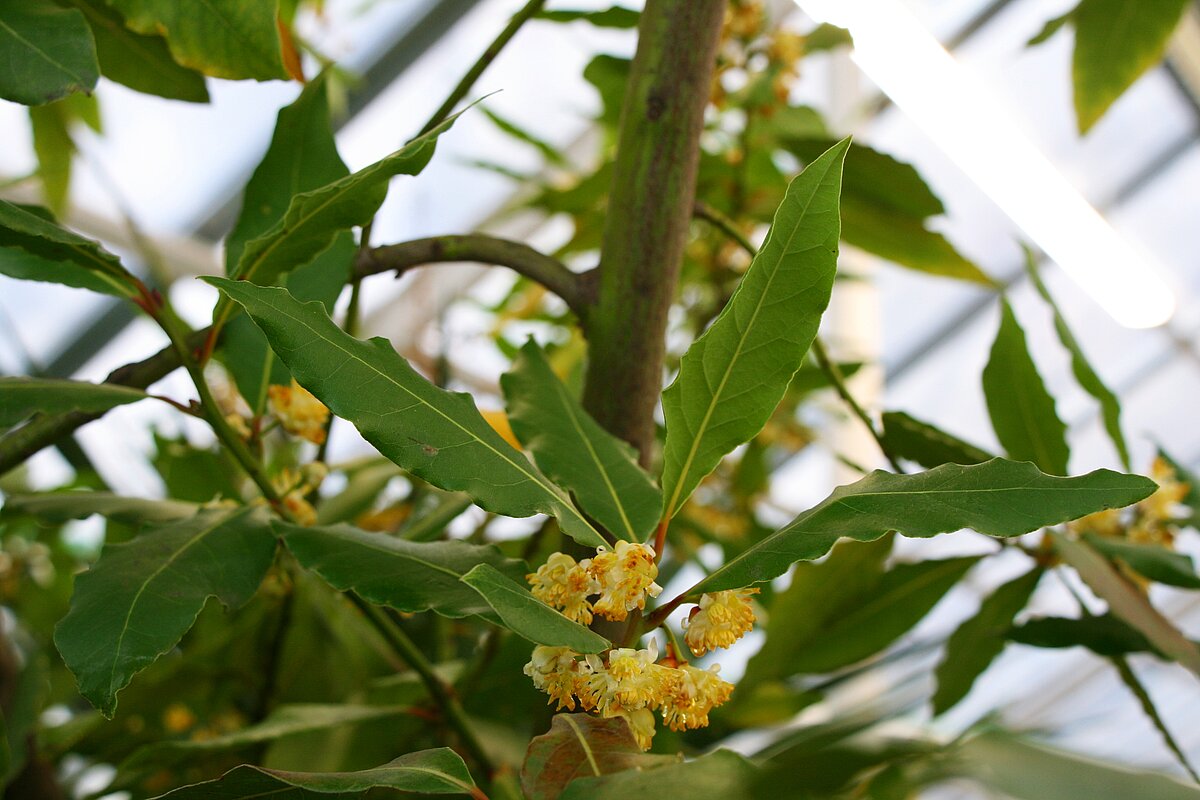 Dižais laurs (Laurus nobilis)