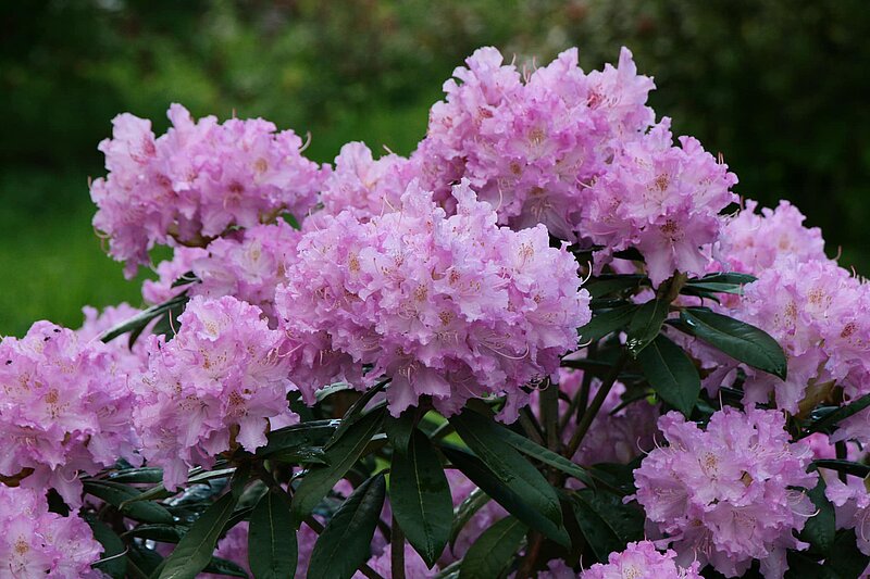 Sākusi ziedēt rododendru kolekcija