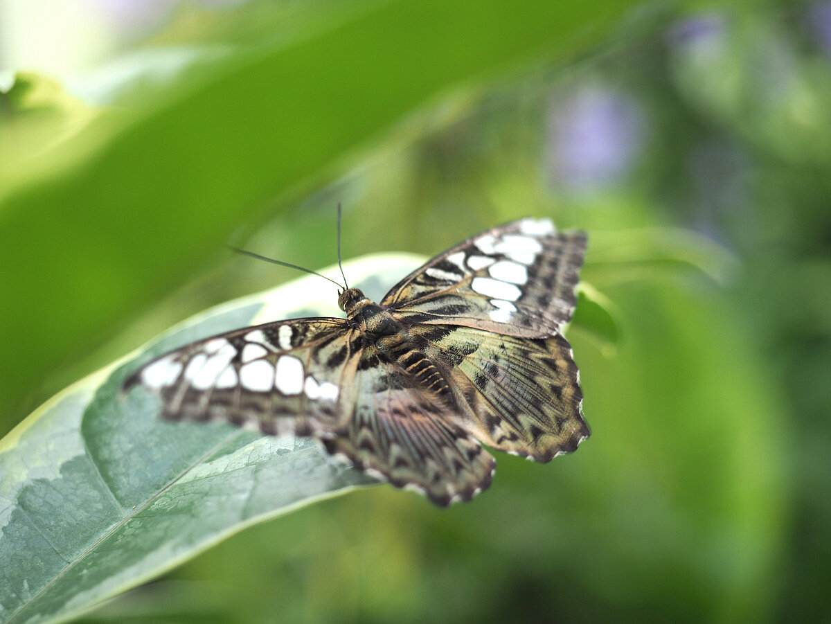 Klipers LU Botāniskā dārza Tropu tauriņu mājā