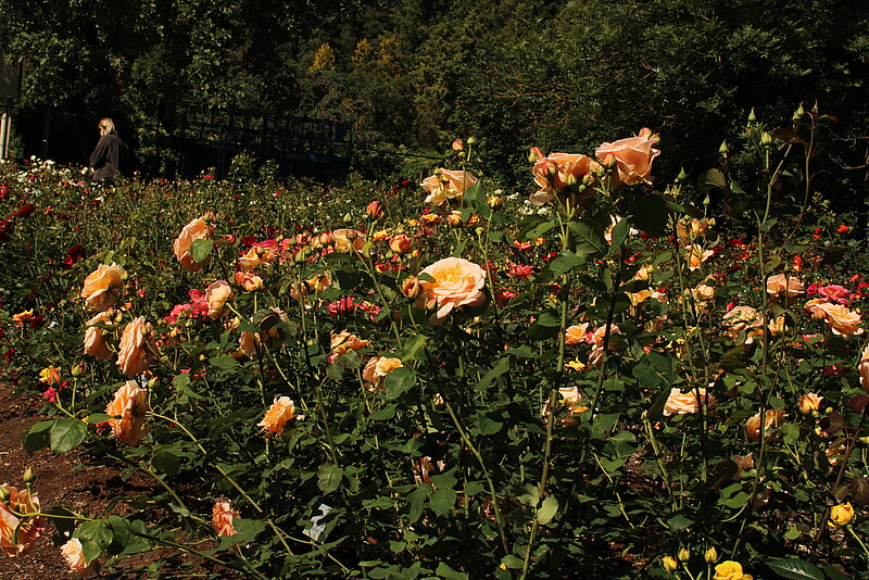 Zied rozes