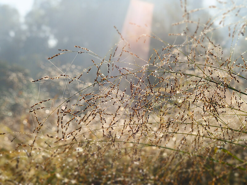 Botāniskā dārza darba laiks valsts svētkos