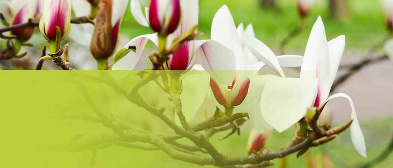 Sākušas ziedēt magnolijas