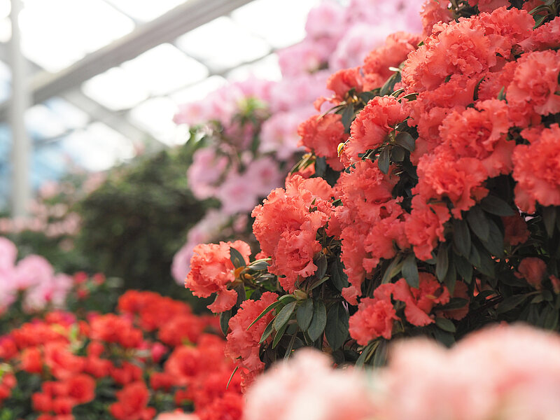 The azalea collection is in full bloom