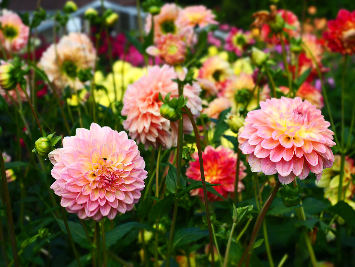 Dālija 'Romantika' LU Botāniskā dārza kolekcijā