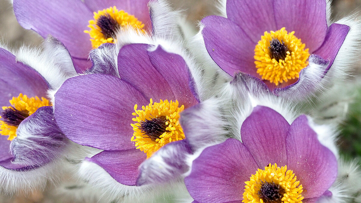 Pulsatilla taurica - Krimas silpurene
