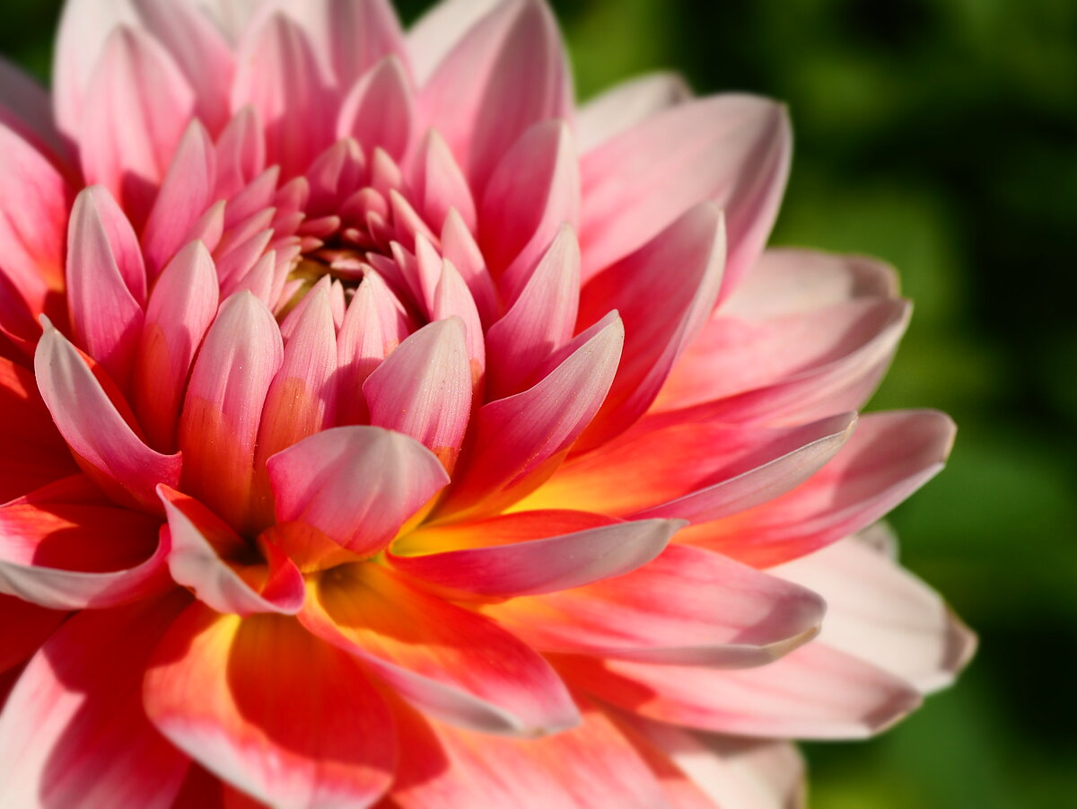 LU Botāniskā dārza dāliju kolekcija