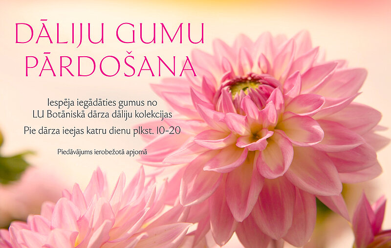 Daliju gumu pārdošana