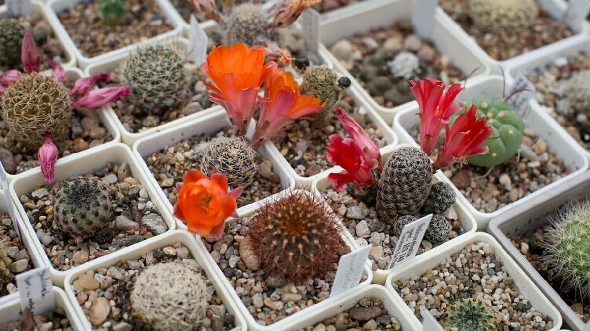 Rebutia pygmaea var. friedrichiana; Jeļenas Samcovas kolekcija