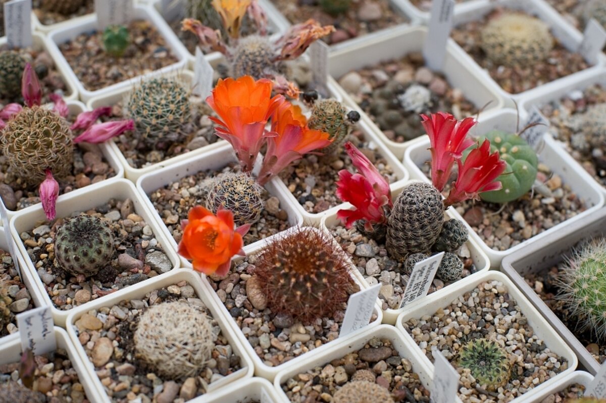 Rebutia pygmaea var. friedrichiana; Jeļenas Samcovas kolekcija