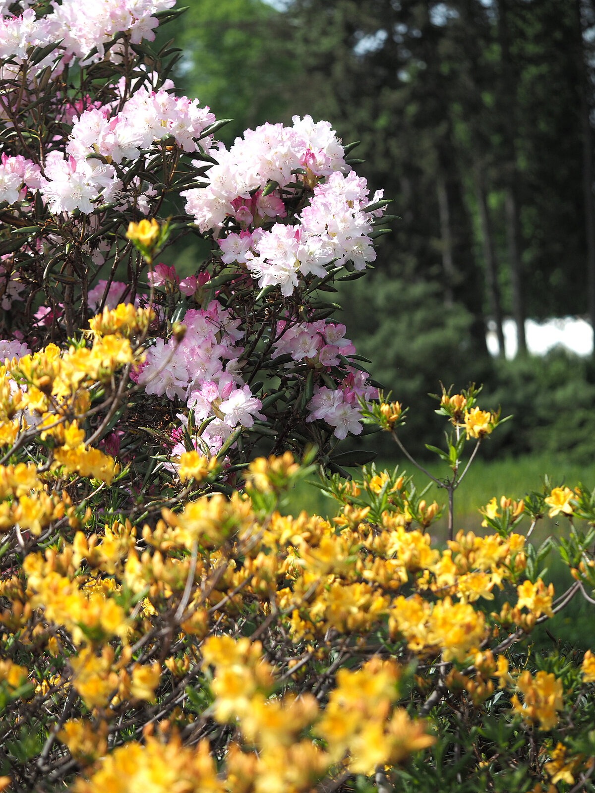 Latvijas Universitātes Botāniskaja dārzā uzzied rododendru kolekcija