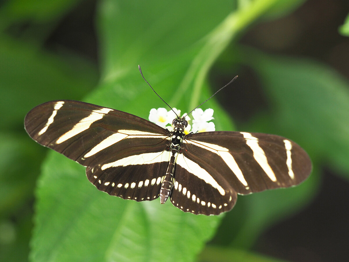 Zebrtauriņš LU Botāniskā dārza Tropu tauriņu mājā