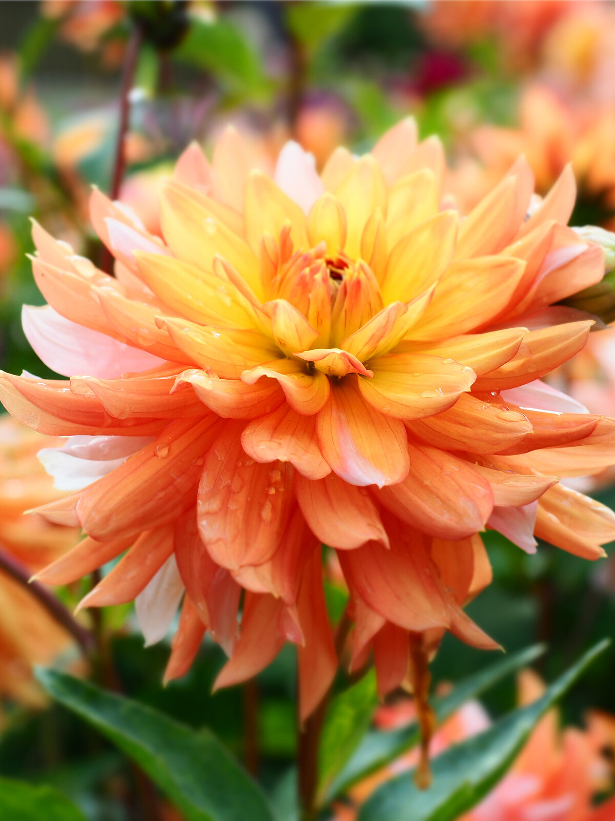 Dālija 'Zelta kokle' LU Botāniskā dārza kolekcijā