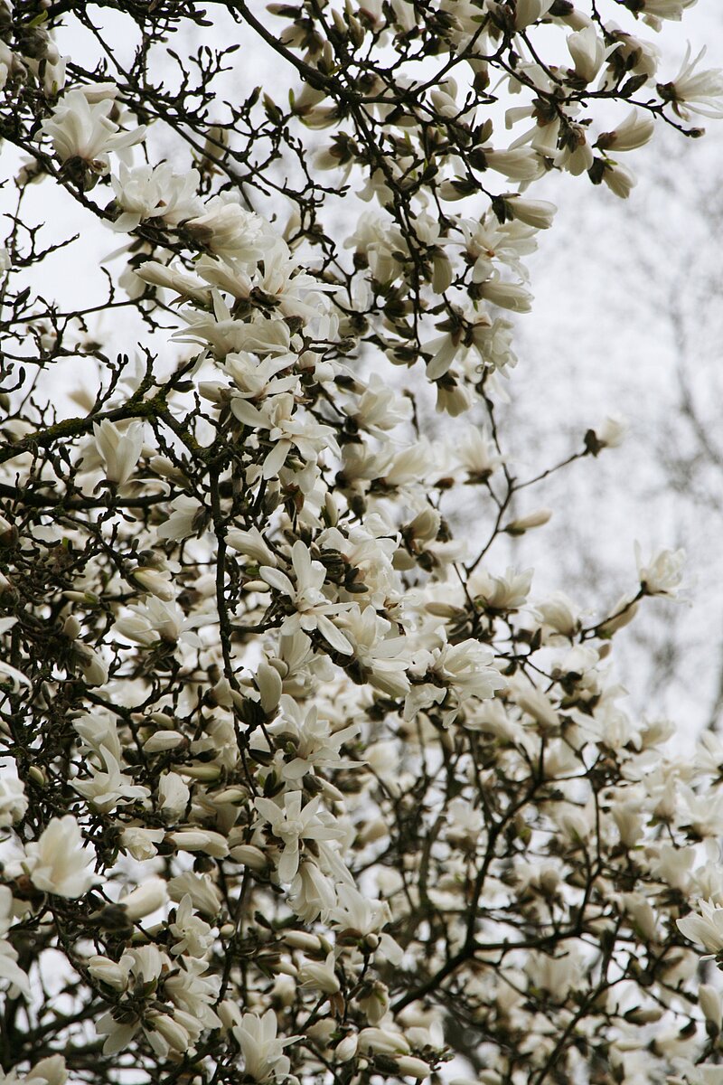 LU Botāniskajā dārzā uzziedējusi Lebnera magnolija