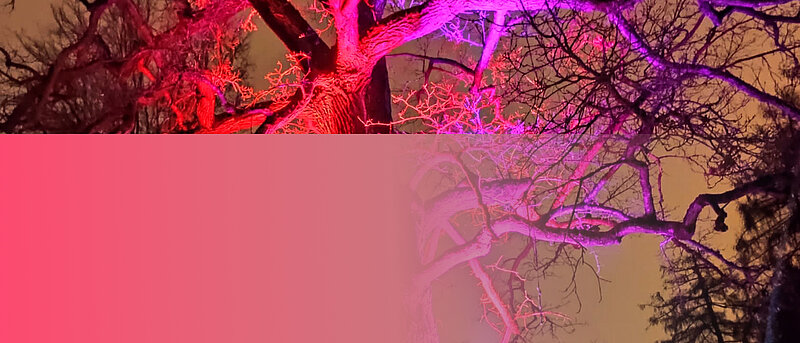 Botāniskajā dārzā trešo reizi iemirdzēsies gaismas festivāls “Ziemas nedarbi”