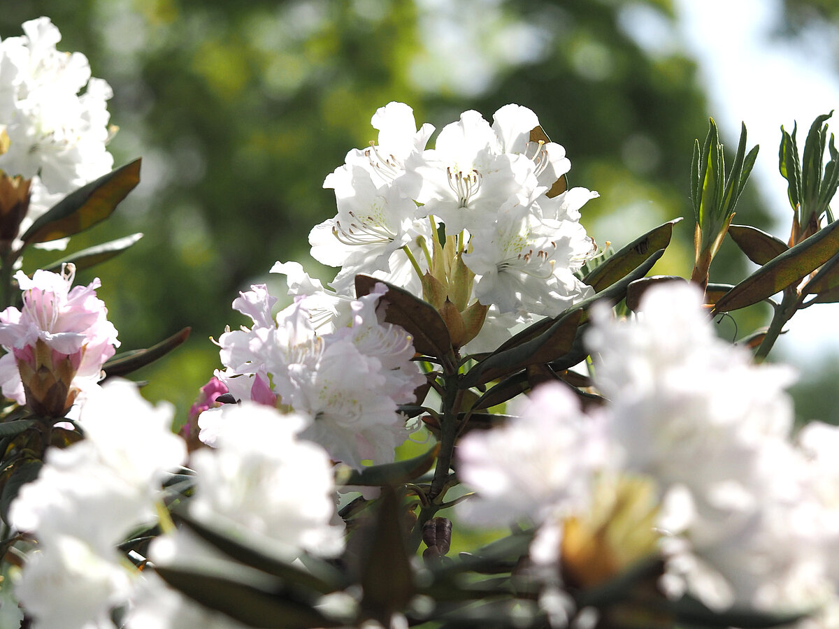 Latvijas Universitātes Botāniskaja dārzā uzzied rododendru kolekcija