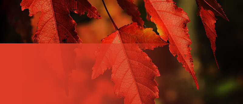 Dārzs vienu nedēļu ir slēgts