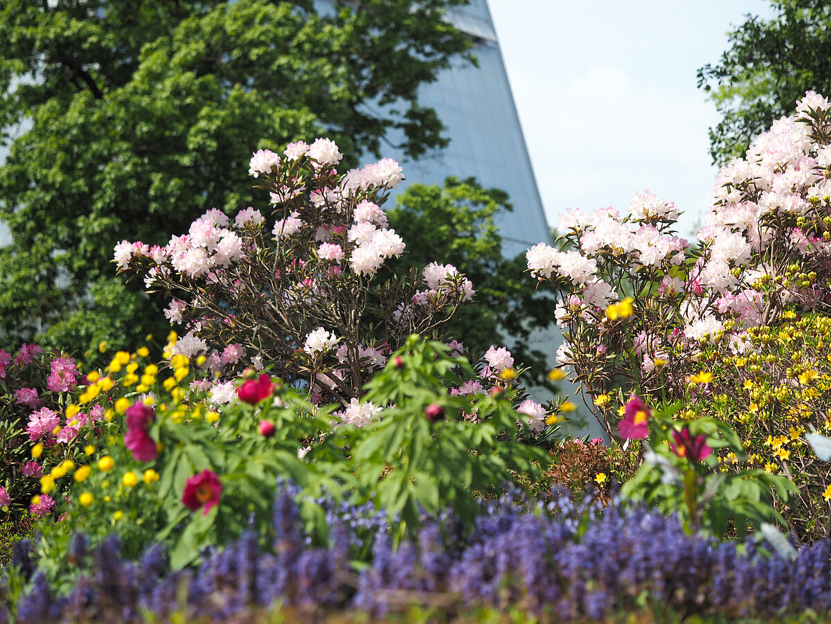 Latvijas Universitātes Botāniskaja dārzā uzzied rododendru kolekcija