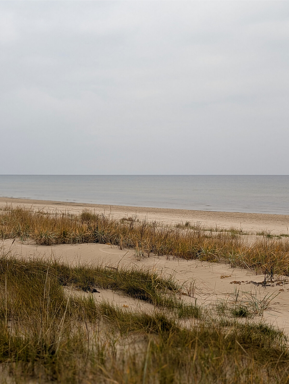 Botāniskā dārza botāniķi sēklas ievāc dažādos biotopos – purvos, zālājos, mežos un jūras piekrastē.