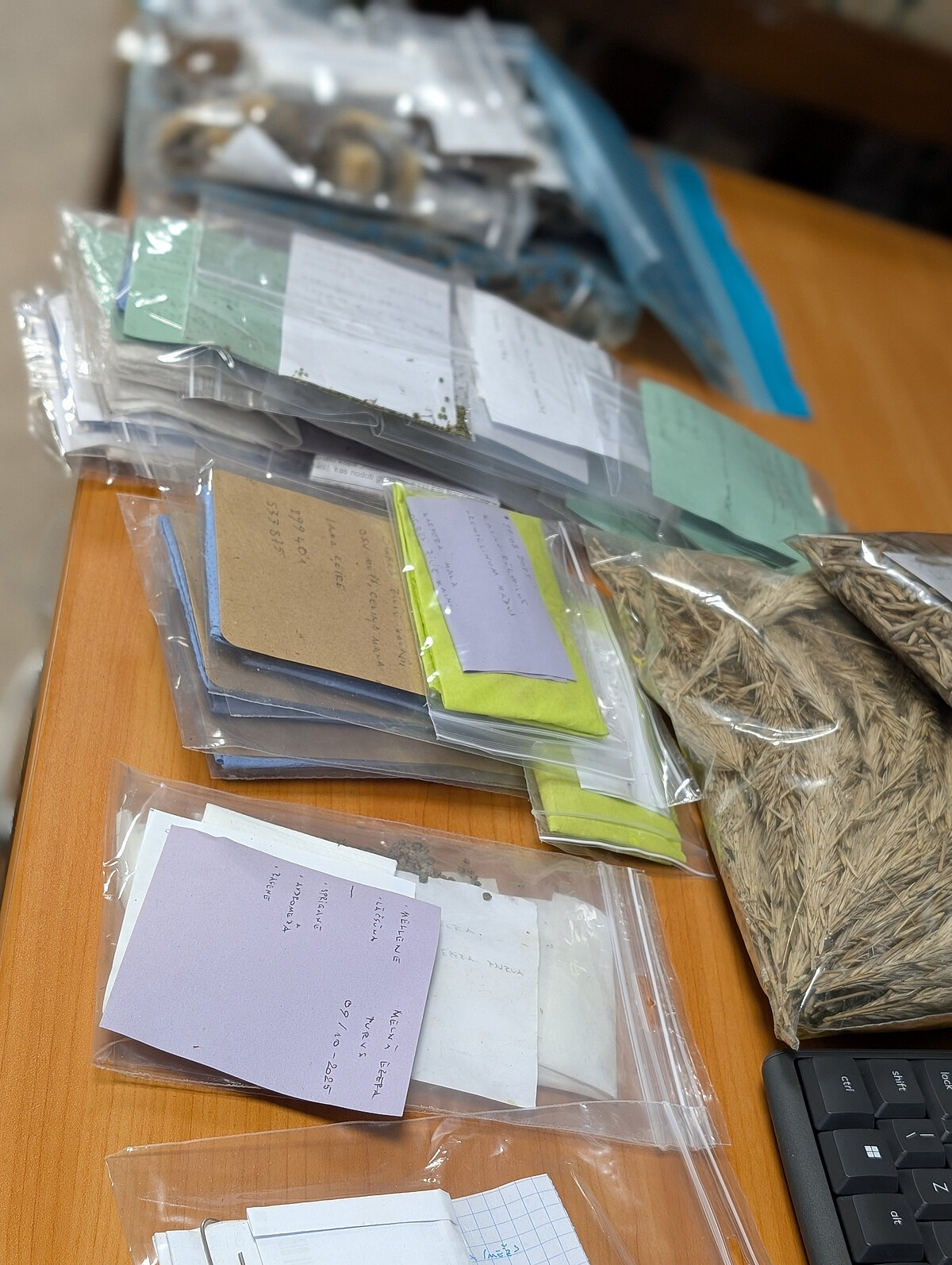 Šogad savvaļā ievāktās sēklas; katram paraugam ir zināmas precīzas koordinātas, ievākšanas datums, aizsardzības statuss.