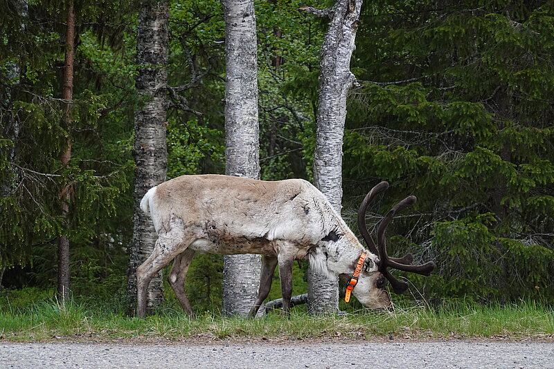 UL LIFE PeatCarbon team expedition in Lapland