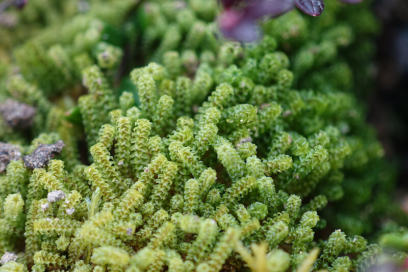 Gada sūna 2025 – spurainā dzīparene