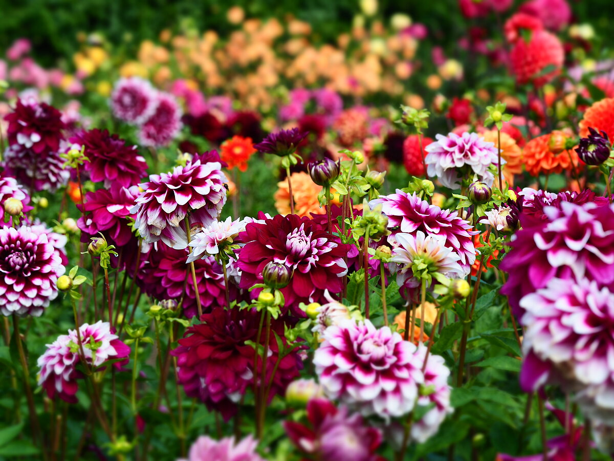 LU Botāniskā dārza dāliju kolekcija