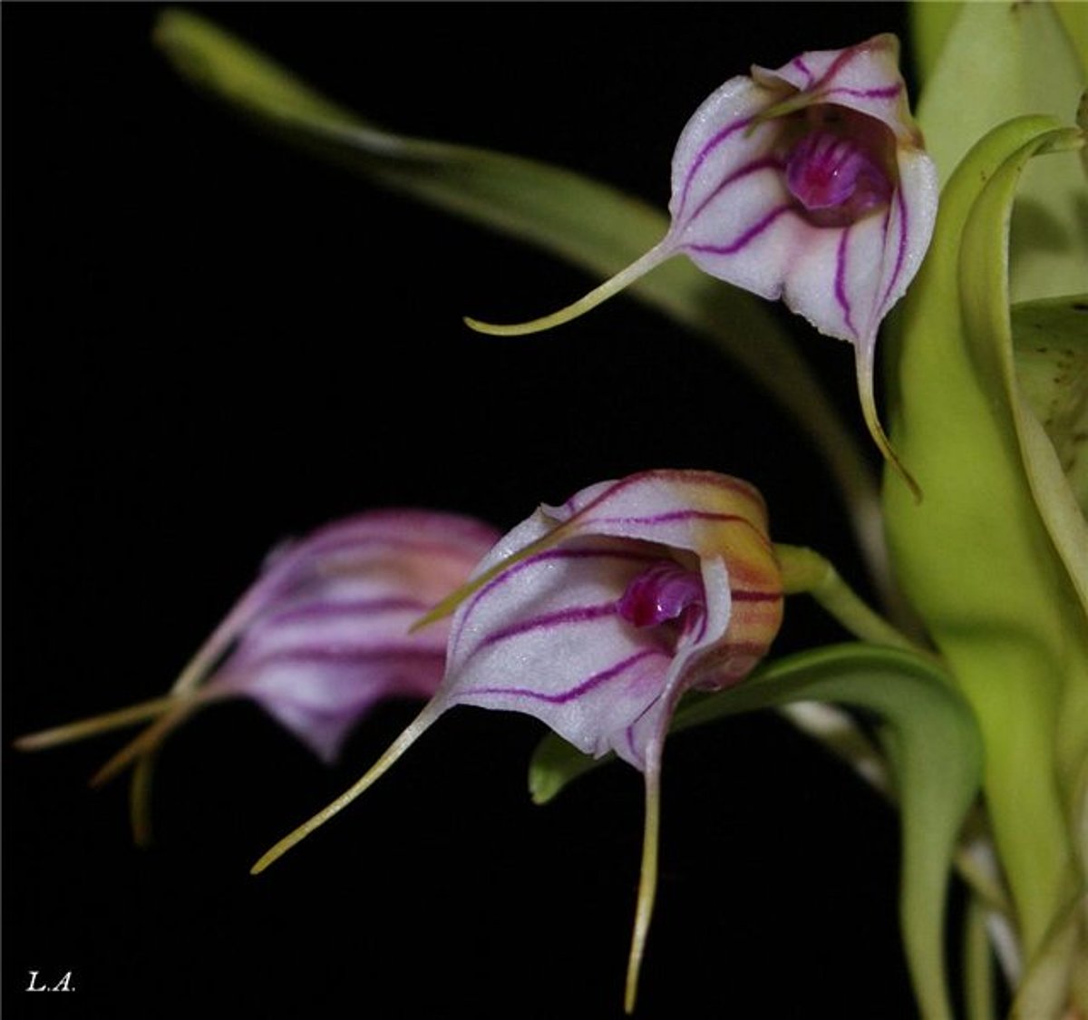 Orhideju dienas Masdevallia yungasensis