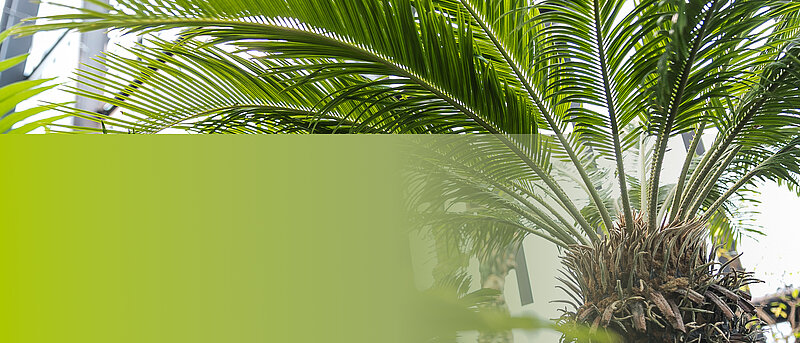 Svētku brīvdienās LU Botāniskajā dārzā atveras Baltijā modernākā Palmu māja