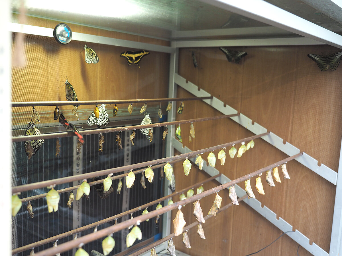 Kūniņu inkubators LU Botāniskā dārza Tropu tauriņu mājā